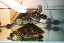 애완거북이, 거북이, 페닌슐라쿠터, 반수생동물, turtle, 사진,이미지,일러스트,캘리그라피 - 리일리작가 크라우드픽 - 저작권 걱정 없는 상업용...