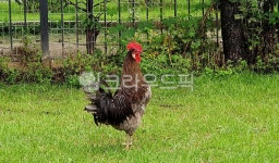 닭, 어미와새끼닭, 자연, 농장, 청계닭, 사진,이미지,일러스트,캘리그라피 - Nphseo59작가 크라우드픽 - 저작권 걱정 없는 상업용 이미지