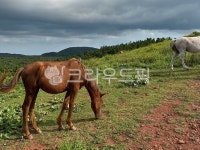 말, horse, 자연, 동물, nature, 사진,이미지,일러스트,캘리그라피 - ghtn97작가 크라우드픽 - 저작권 걱정 없는 상업용 이미지