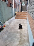 cat, 고양이, house, 집, housing, 사진,이미지,일러스트,캘리그라피 - g5684작가 크라우드픽 - 저작권 걱정 없는 상업용 이미지