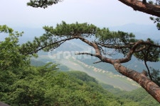 나무, 둥산, 소나무, 풍경, 여름, 사진,이미지,일러스트,캘리그라피 - 딸바보작가 크라우드픽 - 저작권 걱정 없는 상업용 이미지