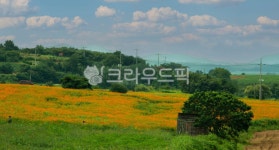 황코스모스, 노랑코스모스, 코스모스, 청보리밭, 학사농원, 사진,이미지,일러스트,캘리그라피 - 야생늑대작가 크라우드픽 - 저작권 걱정 없는... 
