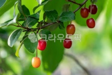 보리수, 열매, 과일, 음식, 빨강, 사진,이미지,일러스트,캘리그라피 - 고운경작가 크라우드픽 - 저작권 걱정 없는 상업용 이미지