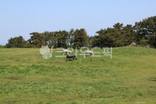 grassland, nature, 자연, pasture, 목장, 사진,이미지,일러스트,캘리그라피 - iamsmartbunny작가 크라우드픽 - 저작권 걱정 없는 상업용... 