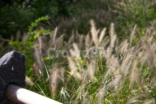 가을, 강아지풀, 건들바위, 가을풍경, 풀, 사진,이미지,일러스트,캘리그라피 - hongban작가 크라우드픽 - 저작권 걱정 없는 상업용 이미지