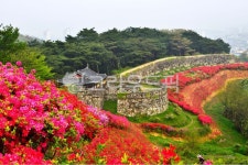 outdoors, 옥외, nature, 자연, 고창읍성철쭉, 사진,이미지,일러스트,캘리그라피 - 영산공작가 크라우드픽 - 저작권 걱정 없는 상업용 이미지