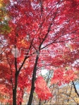 leaf, 잎, 단풍, tree, 나무, 사진,이미지,일러스트,캘리그라피 - Nlboo92작가 크라우드픽 - 저작권 걱정 없는 상업용 이미지