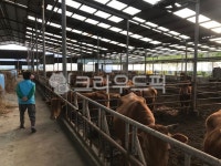 우사, 축사, 시골, 송아지, 소, 사진,이미지,일러스트,캘리그라피 - cofhal작가 크라우드픽 - 저작권 걱정 없는 상업용 이미지