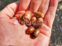 자연, 가을, 손, 도토리, fall, 사진,이미지,일러스트,캘리그라피 - doyun작가 크라우드픽 - 저작권 걱정 없는 상업용 이미지