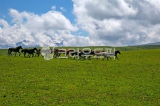 field, 들, nature, 자연, grassland, 사진,이미지,일러스트,캘리그라피 - 태광 최작가 크라우드픽 - 저작권 걱정 없는 상업용 이미지