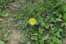 민들레, 꽃, 봄, 한송이, 순수함, 사진,이미지,일러스트,캘리그라피 - Ntjdcjs9772작가 크라우드픽 - 저작권 걱정 없는 상업용 이미지