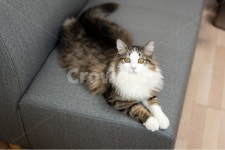 고양이, 노르웨이숲, norwegianforestcat, cat, 반려동물, 사진,이미지,일러스트,캘리그라피 - dalgomssi작가 크라우드픽 - 저작권 걱정... 