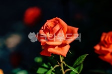 장미, 장미꽃, 꽃, 플라워, flower, 사진,이미지,일러스트,캘리그라피 - 드래곤볼작가 크라우드픽 - 저작권 걱정 없는 상업용 이미지