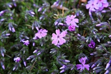 지면패랭이꽃, 패랭이꽃, 꽃, 봄꽃, 공원, 사진,이미지,일러스트,캘리그라피 - 함께사는세상작가 크라우드픽 - 저작권 걱정 없는 상업용 이미지