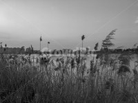 대구, 수성못, 갈대, 수성유원지, 대구수성못, 사진,이미지,일러스트,캘리그라피 - KevinPark작가 크라우드픽 - 저작권 걱정 없는 상업용 이미지