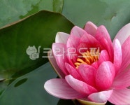 연꽃, 연, 수련, lotus, 연못, 사진,이미지,일러스트,캘리그라피 - Deep bLUE작가 크라우드픽 - 저작권 걱정 없는 상업용 이미지