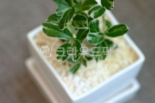 화분, leaf, 잎, herbs, 허브, 사진,이미지,일러스트,캘리그라피 - jeje79작가 크라우드픽 - 저작권 걱정 없는 상업용 이미지