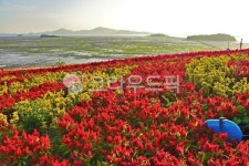 plant, 식물, field, 들, 섬, 사진,이미지,일러스트,캘리그라피 - 초월love63작가 크라우드픽 - 저작권 걱정 없는 상업용 이미지