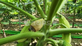 파파야나무, 파파야열매, 과수, 파파야농장, 파파야, 사진,이미지,일러스트,캘리그라피 - shim2385작가 크라우드픽 - 저작권 걱정 없는 상업용... 