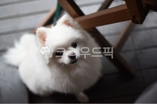 강아지, dog, 포메라니안, 흰색, 하얀강아지, 사진,이미지,일러스트,캘리그라피 - SUE04작가 크라우드픽 - 저작권 걱정 없는 상업용 이미지