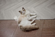 랙돌, 렉돌, 래그돌, 레그돌, 미묘, 사진,이미지,일러스트,캘리그라피 - 사랑두송이작가 크라우드픽 - 저작권 걱정 없는 상업용 이미지