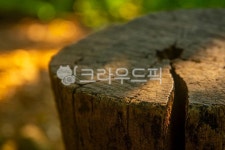 그루터기, treestump, 나무, 숲, 작은숲, 사진,이미지,일러스트,캘리그라피 - Nhswphoto작가 크라우드픽 - 저작권 걱정 없는 상업용 이미지