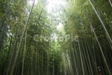 대나무, 죽림원, 담양, 죽녹원, 나무, 사진,이미지,일러스트,캘리그라피 - Nrurtn8636작가 크라우드픽 - 저작권 걱정 없는 상업용 이미지