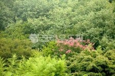 여름, 여름숲, 백일홍, 배롱나무, 색채, 사진,이미지,일러스트,캘리그라피 - irum작가 크라우드픽 - 저작권 걱정 없는 상업용 이미지