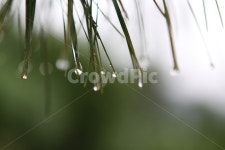 이슬, 솔잎, 아침, 새벽, 식물, 사진,이미지,일러스트,캘리그라피 - 부엌댁작가 크라우드픽 - 저작권 걱정 없는 상업용 이미지