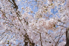 cherryblossom, 벚꽃, flower, blossom, 꽃, 사진,이미지,일러스트,캘리그라피 - heeglepic작가 크라우드픽 - 저작권 걱정 없는 상업용... 