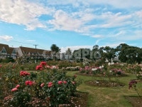 꽃, 정원, 장미, 장미정원, 하늘 사진, 이미지 - Wowsuu작가 가장 한국적인 스톡 사진 - 크라우드픽