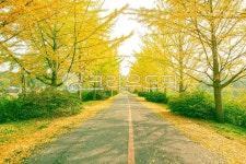 natural, park, ginkgo, garden, autumn, 사진,이미지,일러스트,캘리그라피 - 바람의마법사작가 크라우드픽 - 저작권 걱정 없는 상업용... 