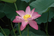 연꽃, 꽃, nelumbonuciferagaertn, 불교, 힐링, 사진,이미지,일러스트,캘리그라피 - greatcho작가 크라우드픽 - 저작권 걱정 없는 상업용... 