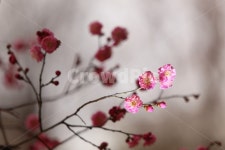 식물, plant, blosson, 꽃, 매화꽃, 사진,이미지,일러스트,캘리그라피 - 앨리스원더랜드작가 크라우드픽 - 저작권 걱정 없는 상업용 이미지