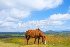 말, 하늘, 자연, 목장, 평온, 사진,이미지,일러스트,캘리그라피 - 린진작가 크라우드픽 - 저작권 걱정 없는 상업용 이미지