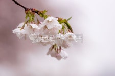 봄, 비, 벚꽃, blossom, cherryblossom, 사진,이미지,일러스트,캘리그라피 - 수리산호랑이작가 크라우드픽 - 저작권 걱정 없는 상업용 이미지