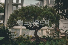 나무, tree, 분재, 소나무, 식물원, 사진,이미지,일러스트,캘리그라피 - topfkim작가 크라우드픽 - 저작권 걱정 없는 상업용 이미지