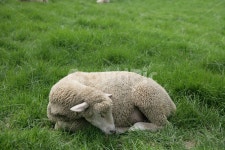 잠, sheep, 양떼목장, 양떼, 양, 사진,이미지,일러스트,캘리그라피 - jeongkyohan작가 크라우드픽 - 저작권 걱정 없는 상업용 이미지
