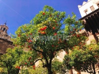 오렌지나무, 스페인, 세비야, 세비야성당, 오렌지정원, 사진,이미지,일러스트,캘리그라피 - Nlina3401작가 크라우드픽 - 저작권 걱정 없는... 