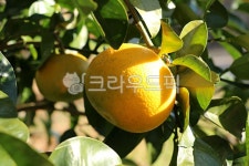 하귤, 제주도하귤, 귤, watsonpomelo, 감귤류과일, 사진,이미지,일러스트,캘리그라피 - phototo73작가 크라우드픽 - 저작권 걱정 없는... 