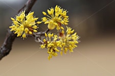 산수유꽃, 꽃, 산수유나무, 자연, 배경, 사진,이미지,일러스트,캘리그라피 - 함께사는세상작가 크라우드픽 - 저작권 걱정 없는 상업용 이미지