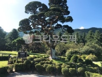 tree, 나무, 정원, 천년향, 자연, 사진,이미지,일러스트,캘리그라피 - 노리용작가 크라우드픽 - 저작권 걱정 없는 상업용 이미지
