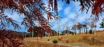 나무, 자연, 산책, 공원, 하늘, 사진,이미지,일러스트,캘리그라피 - h_h0104작가 크라우드픽 - 저작권 걱정 없는 상업용 이미지