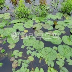 자연, 연못, 물, water, 연잎, 사진,이미지,일러스트,캘리그라피 - 바나나콩이엄마작가 크라우드픽 - 저작권 걱정 없는 상업용 이미지