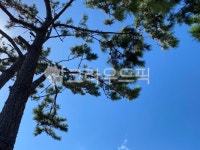 tree, 나무, 하늘, 나무줄기, 소나무, 사진,이미지,일러스트,캘리그라피 - lumbars작가 크라우드픽 - 저작권 걱정 없는 상업용 이미지
