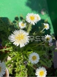 flower, 꽃, 민들레, daffodils, 흰민들레, 사진,이미지,일러스트,캘리그라피 - 미스페이스작가 크라우드픽 - 저작권 걱정 없는 상업용 이미지