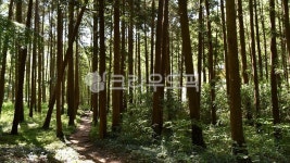 오솔길, 무소유길, 편백나무, 삼나무, 숲, 사진,이미지,일러스트,캘리그라피 - 행복신작가 크라우드픽 - 저작권 걱정 없는 상업용 이미지