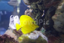 물고기, 어류, 한마리, 수족관, 일본, 사진,이미지,일러스트,캘리그라피 - 요로코롬작가 크라우드픽 - 저작권 걱정 없는 상업용 이미지