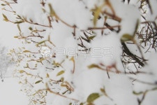 겨울, 눈, 얼음, 하얀겨울, 겨울색, 사진,이미지,일러스트,캘리그라피 - Nchldudwn777작가 크라우드픽 - 저작권 걱정 없는 상업용 이미지