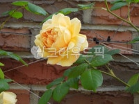 장미, 노란장미, 꽃, 담장, 장미가시, 사진,이미지,일러스트,캘리그라피 - 그림같은사진작가 크라우드픽 - 저작권 걱정 없는 상업용 이미지